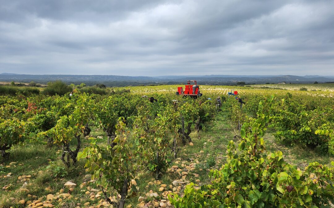 fin des vendanges 2024 !!